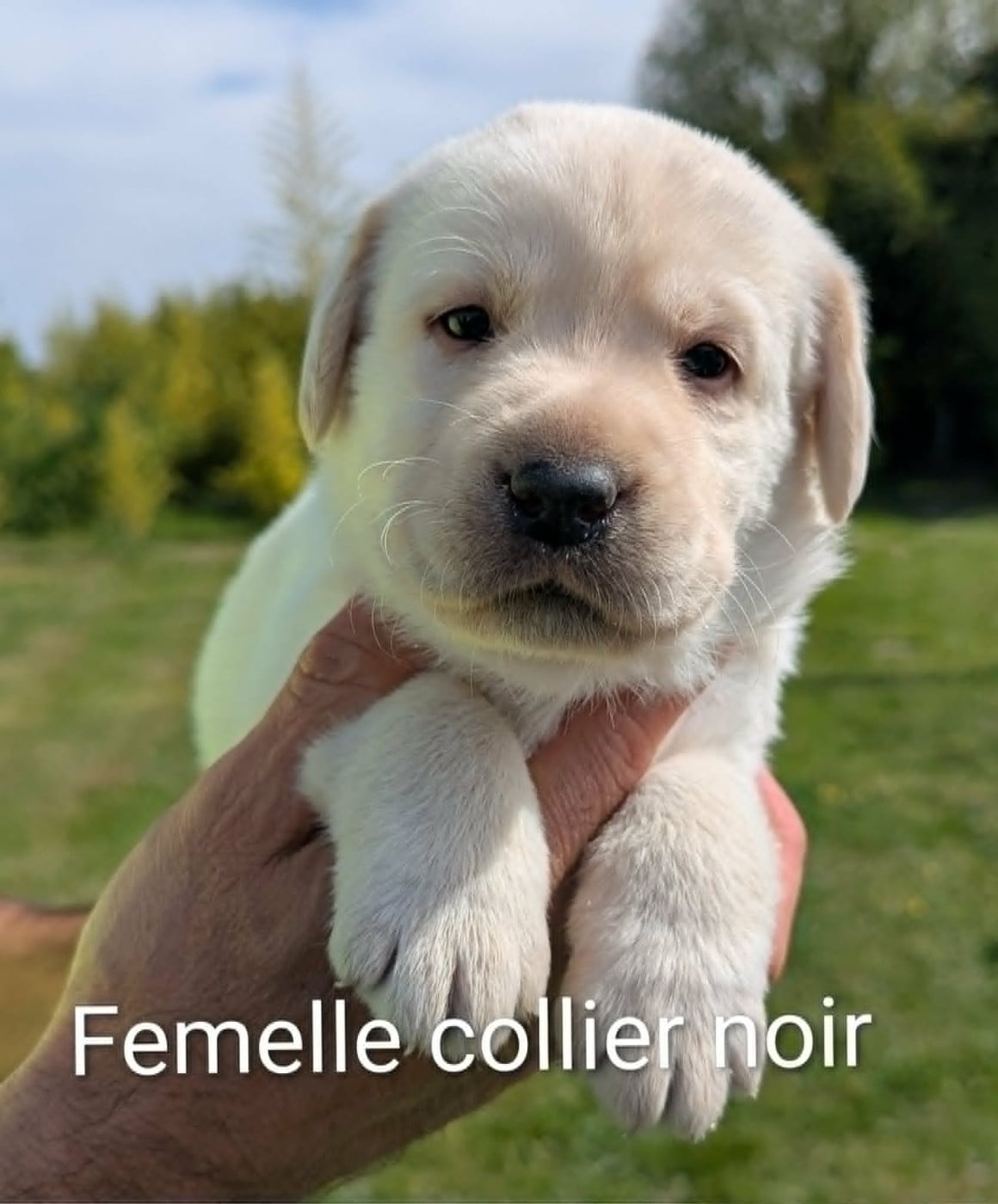 Labrador Retriever - Du Domaine Charlésien
