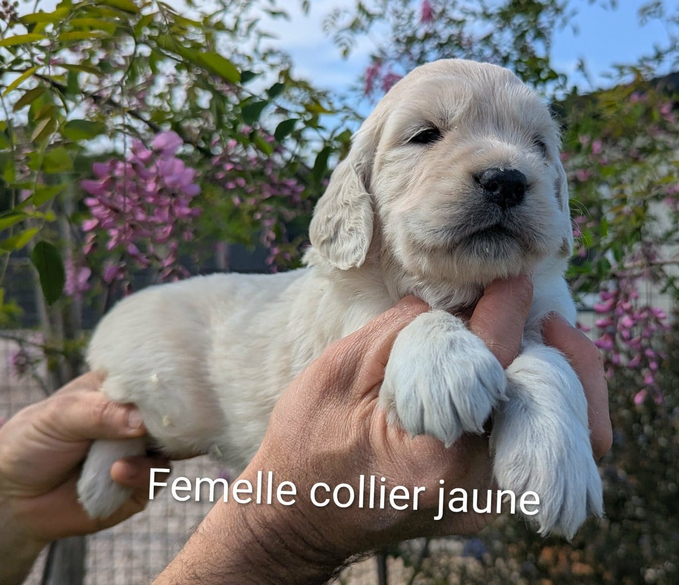 Golden Retriever - Du Domaine Charlésien