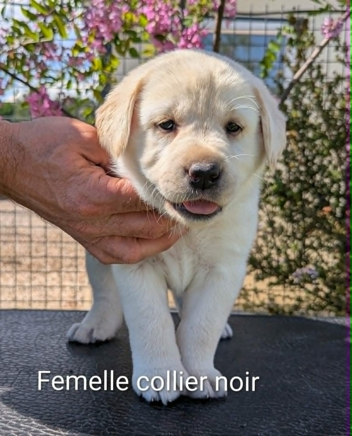 Labrador Retriever - Du Domaine Charlésien