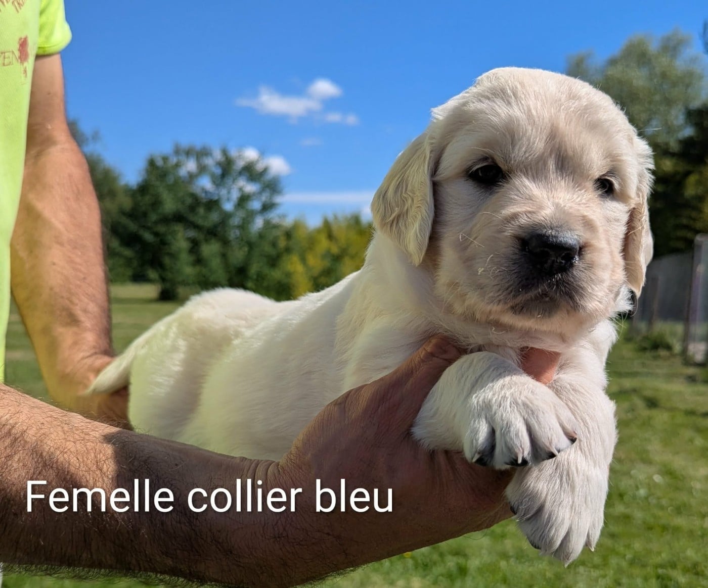 Golden Retriever - Du Domaine Charlésien