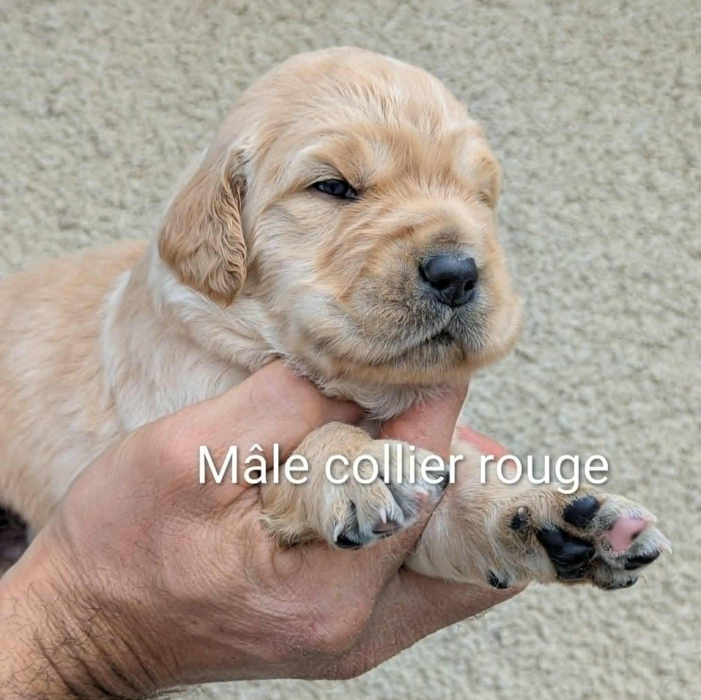 Golden Retriever - Du Domaine Charlésien