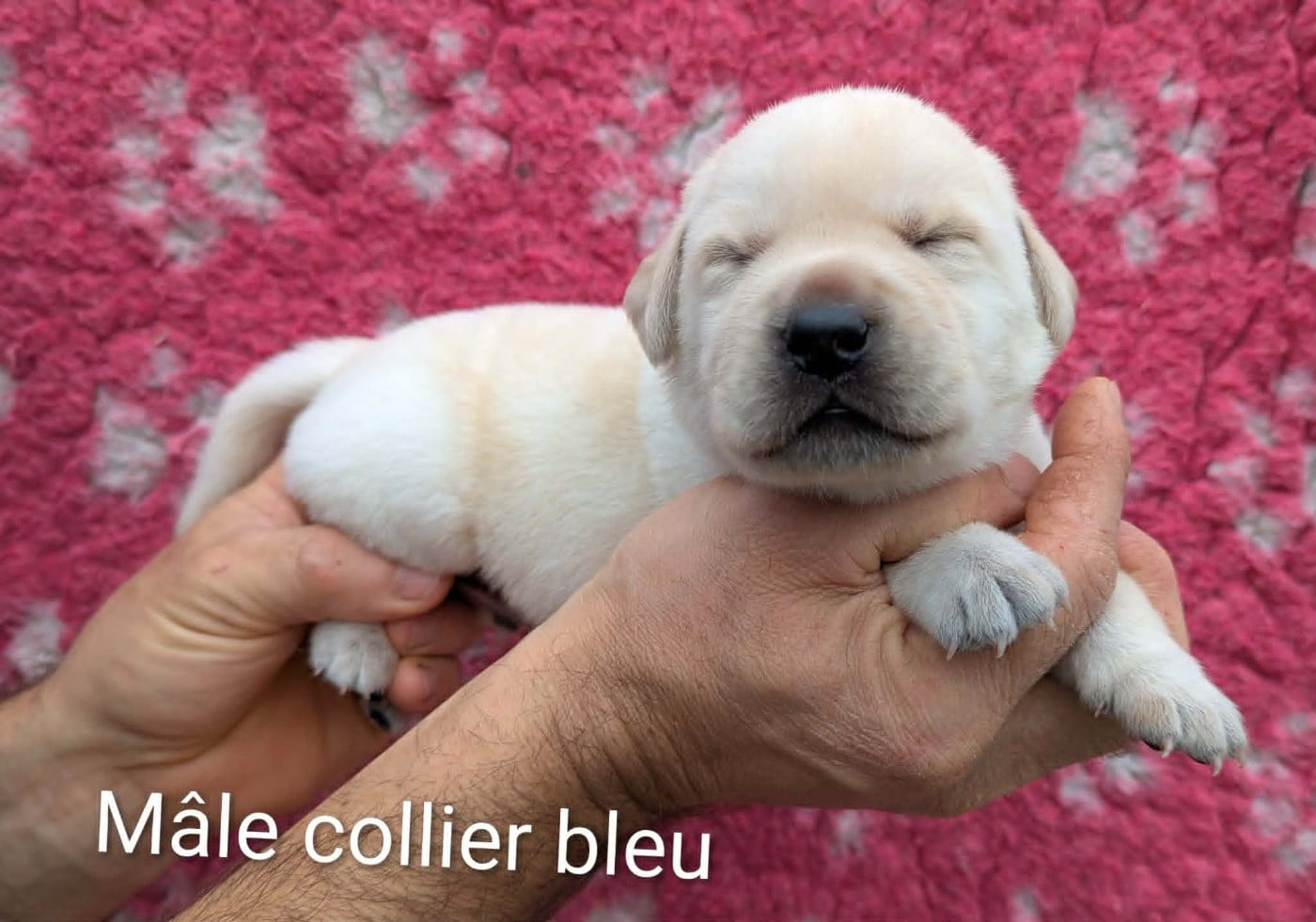 Labrador Retriever - Du Domaine Charlésien