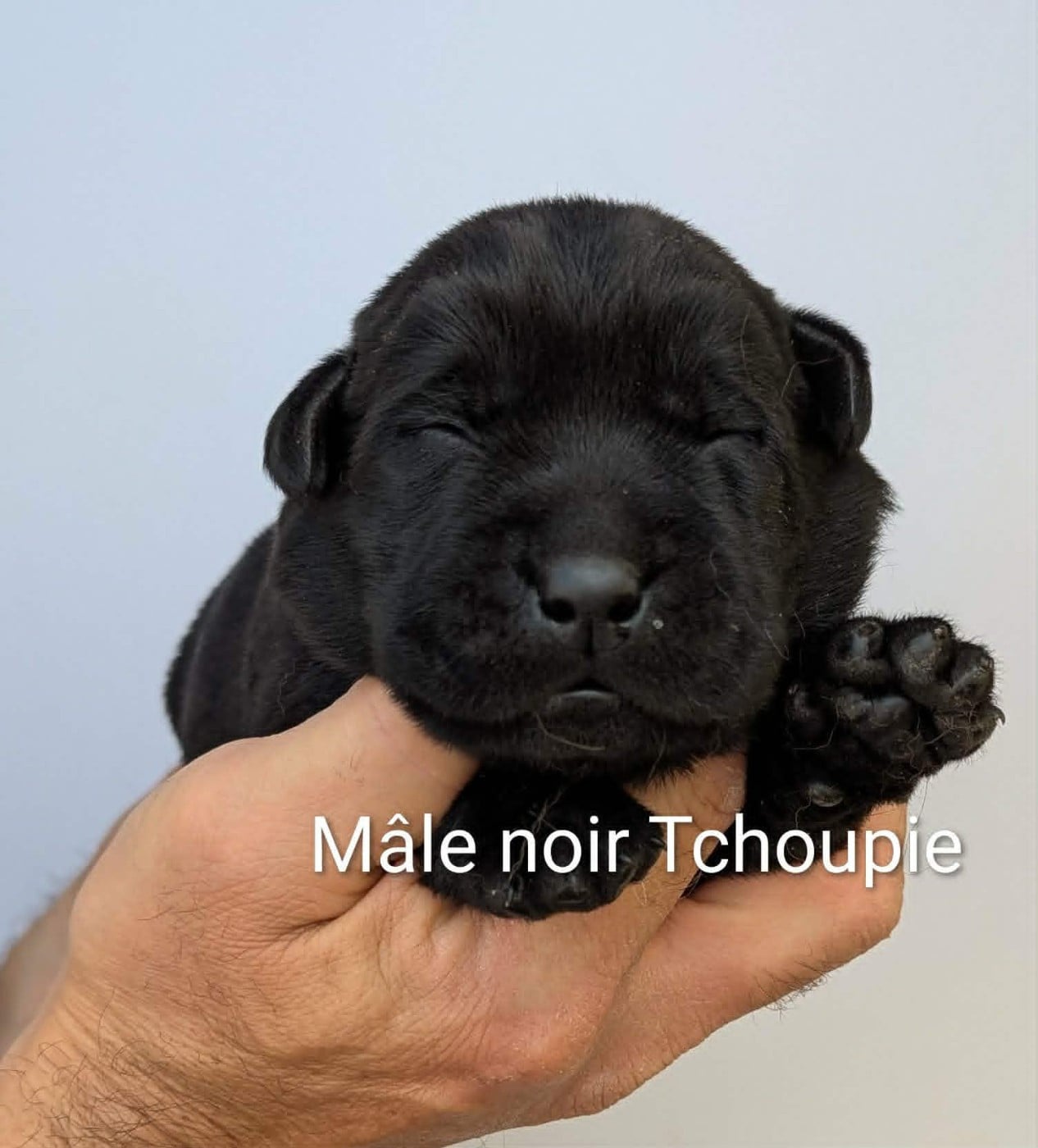 Chiot Labrador Retriever
