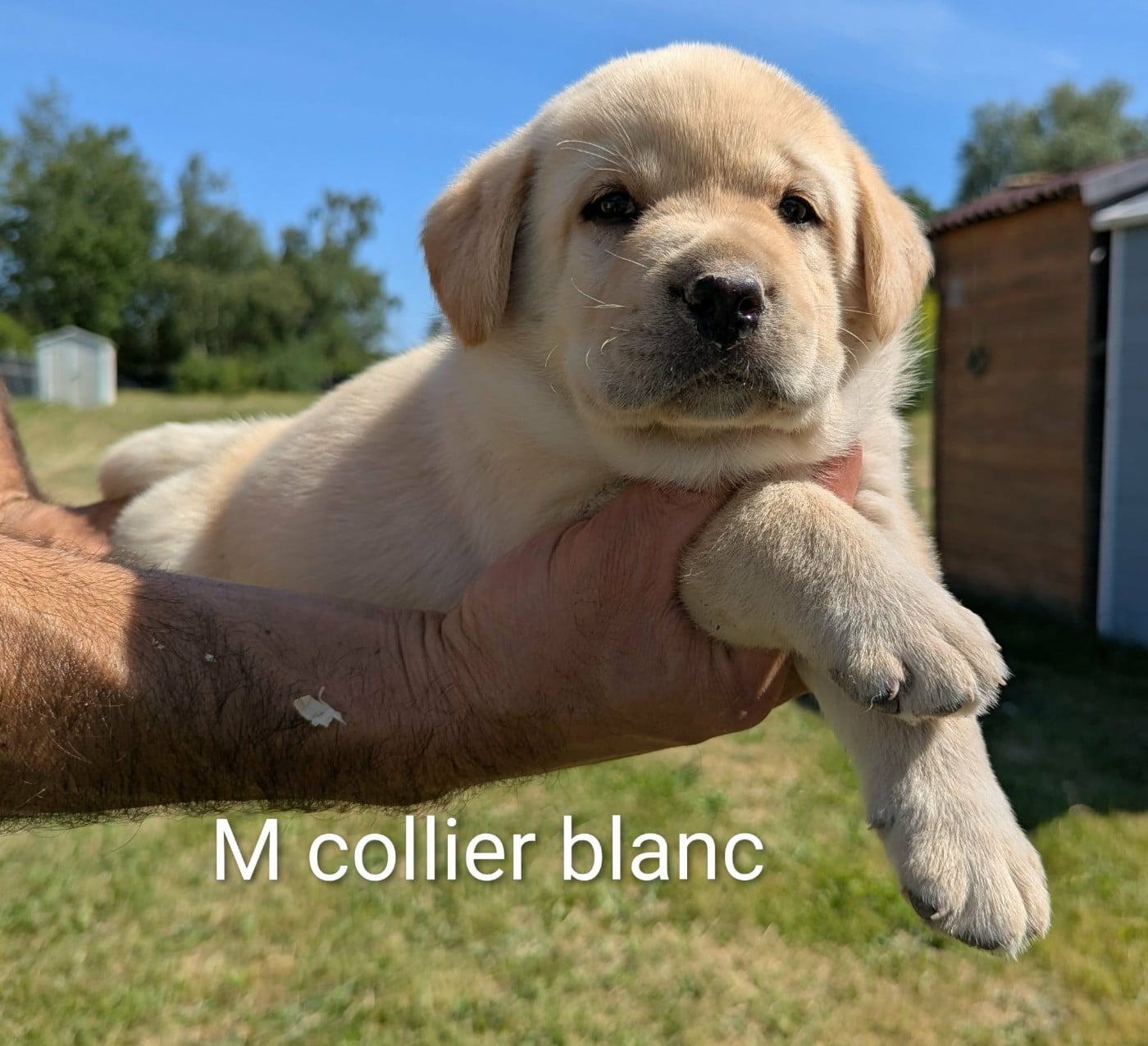 Labrador Retriever - Du Domaine Charlésien