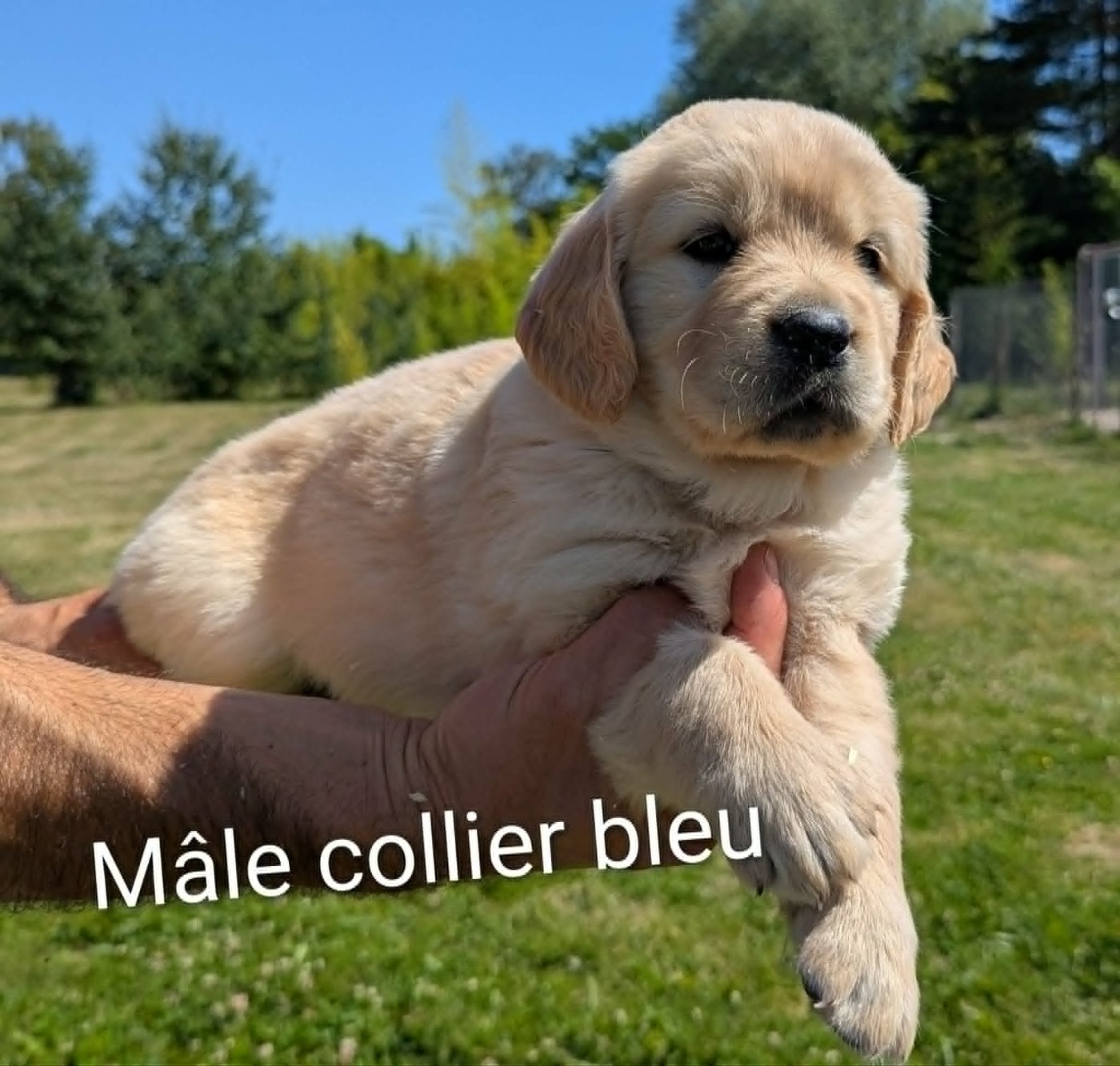 Mâle collier bleu