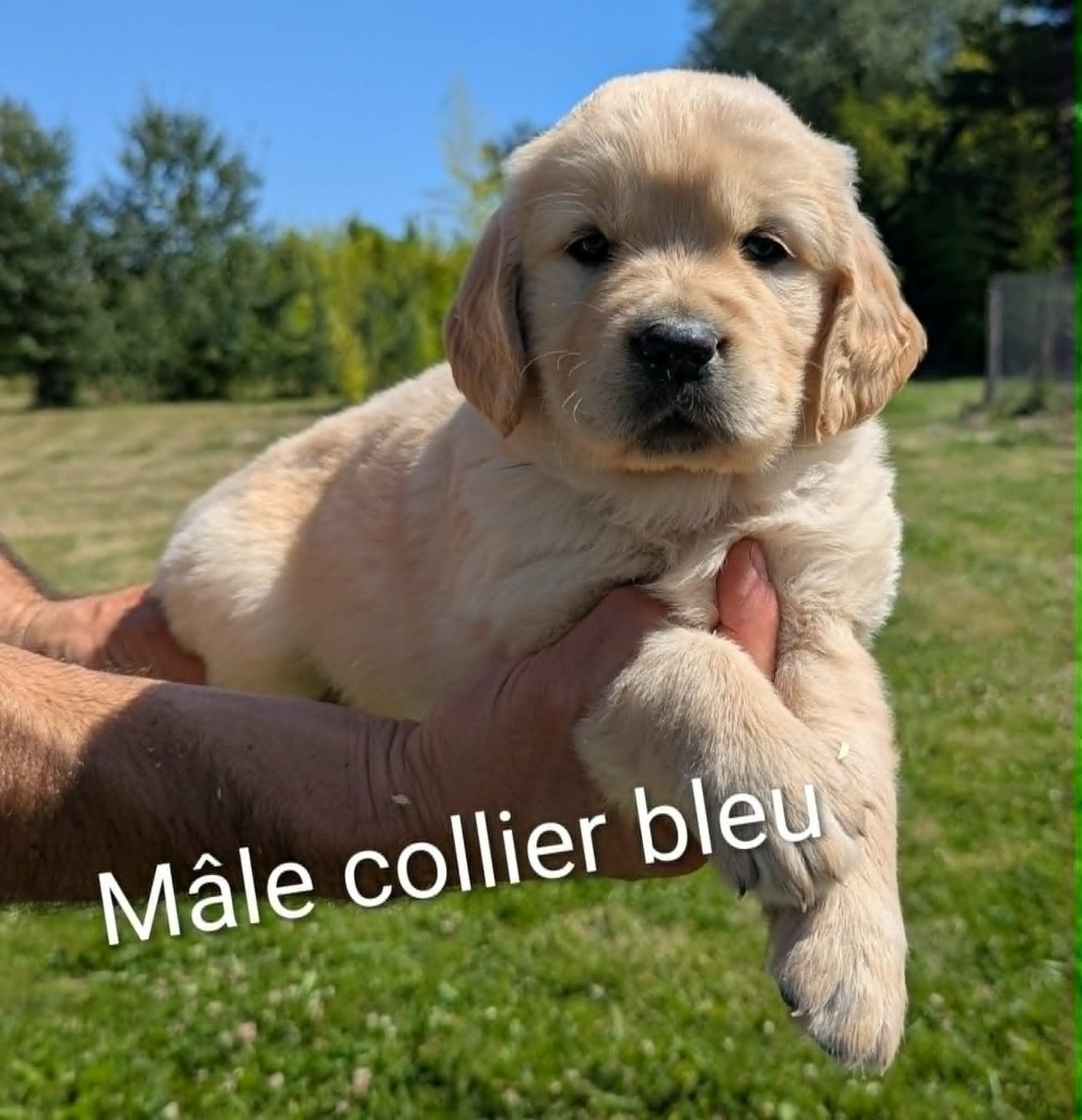 Golden Retriever - Du Domaine Charlésien