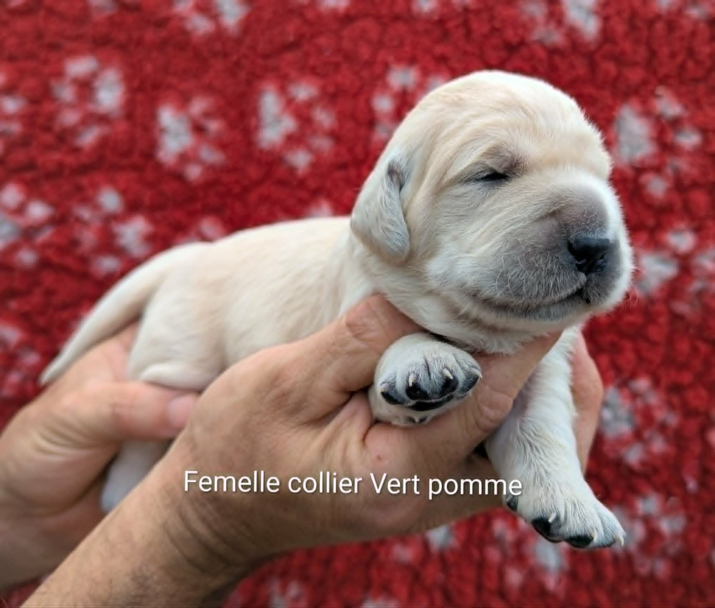 Femelle collier vert pomme
