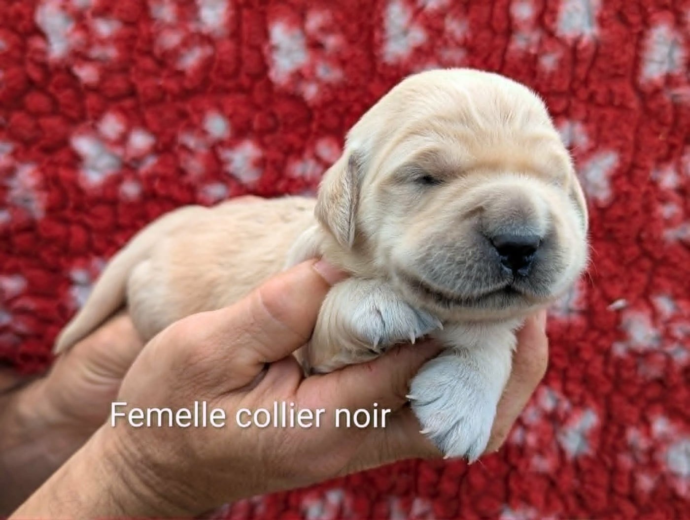 Femelle collier noir
