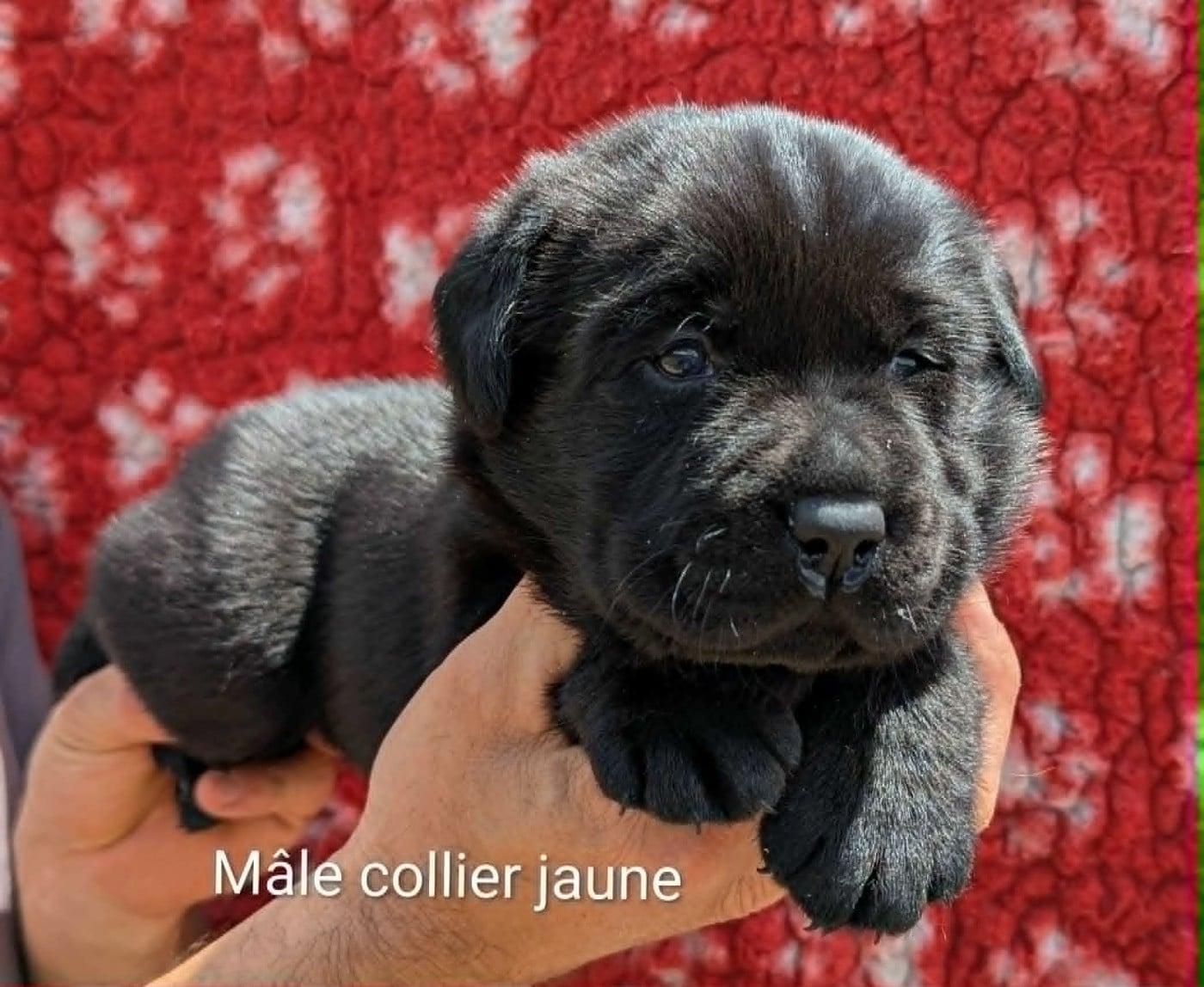 Labrador Retriever - Du Domaine Charlésien