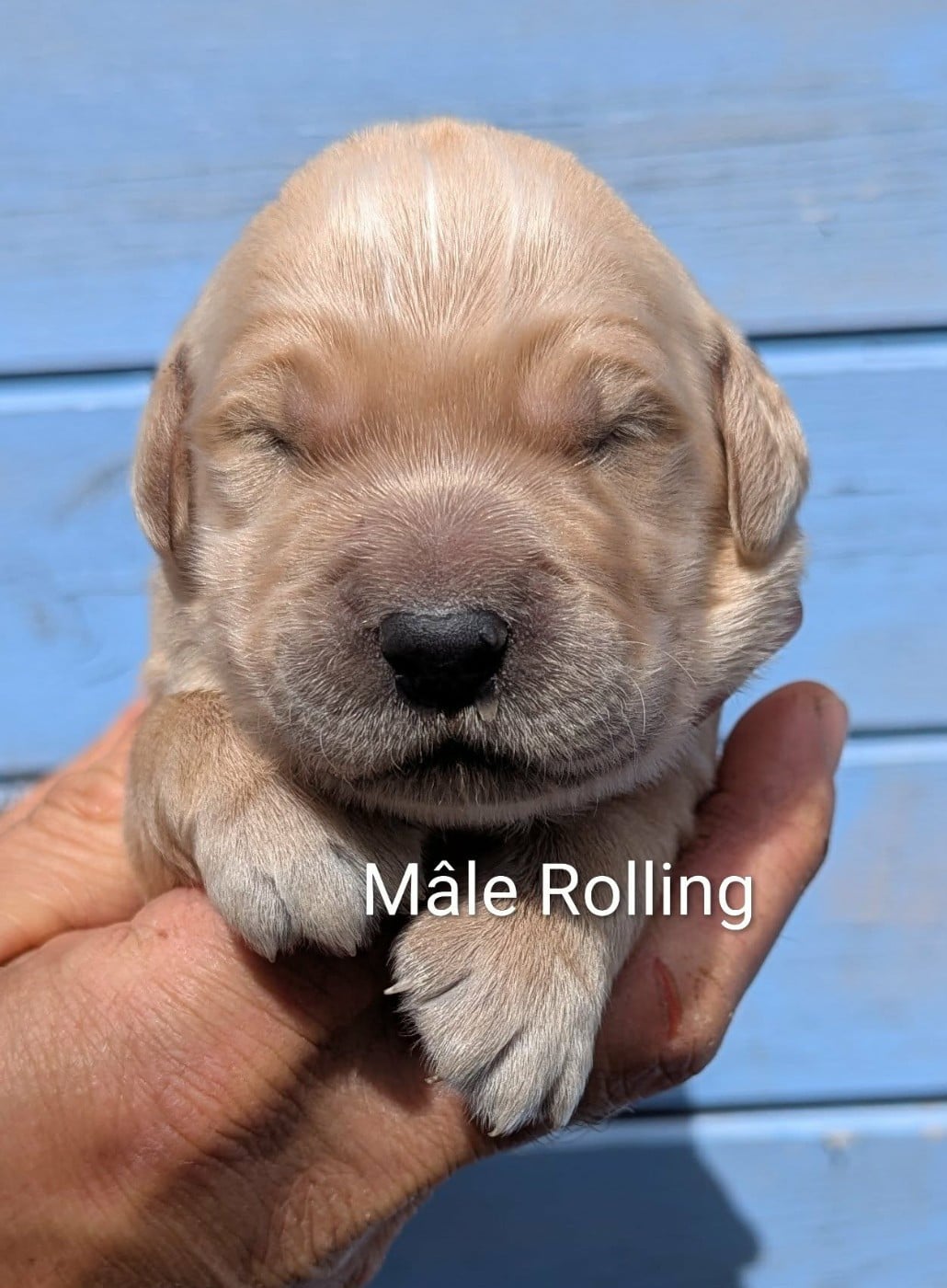 Mâle