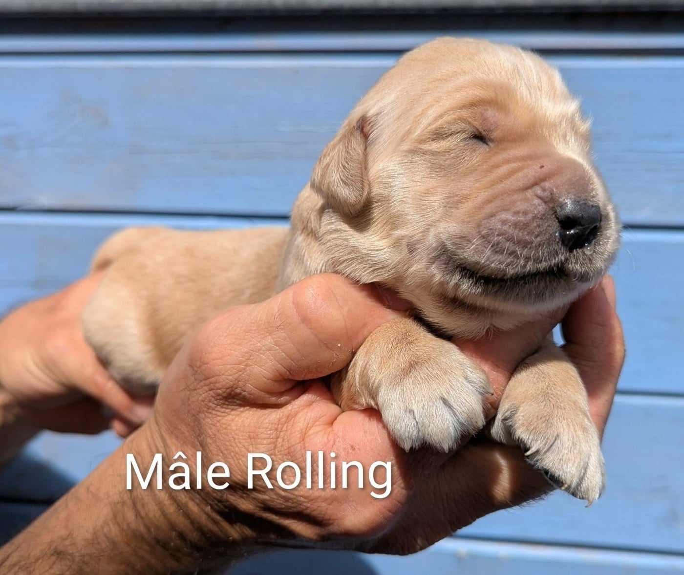 Mâle