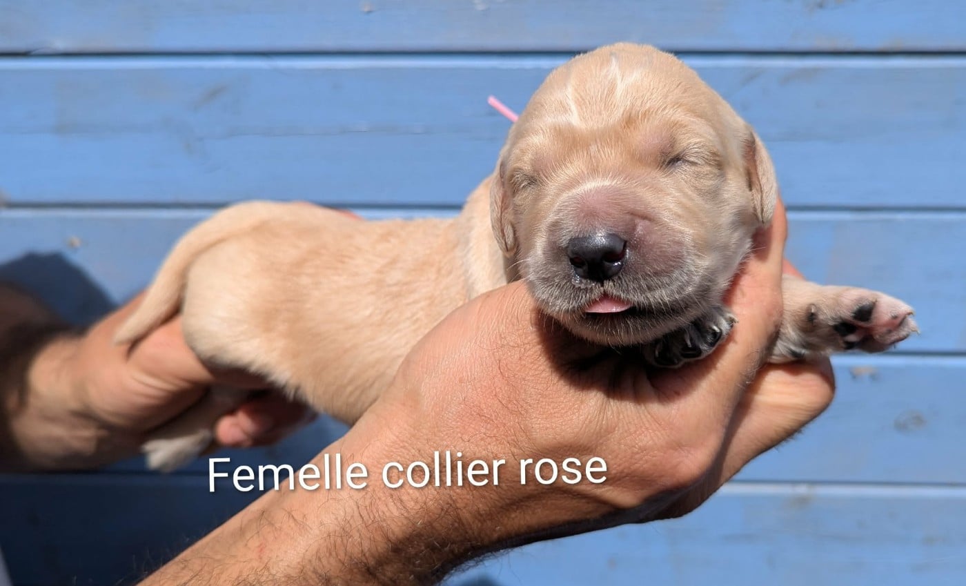 Femelle collier rose