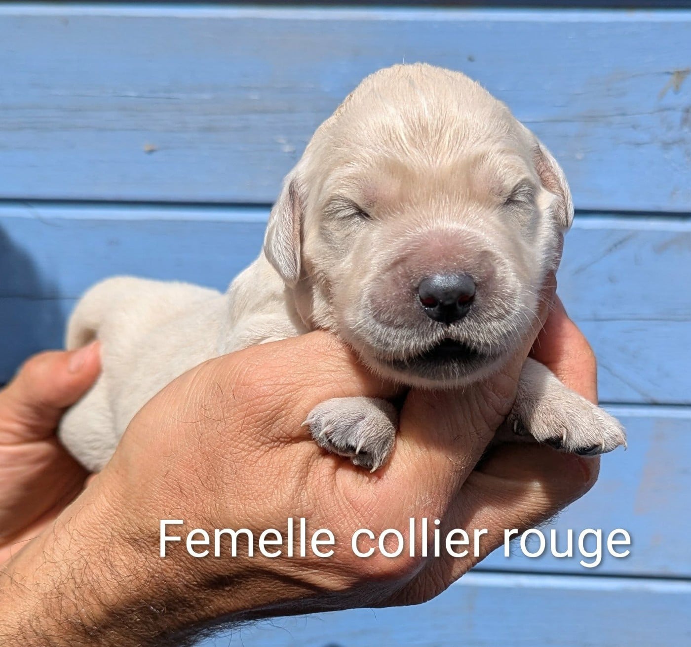 Femelle collier rouge