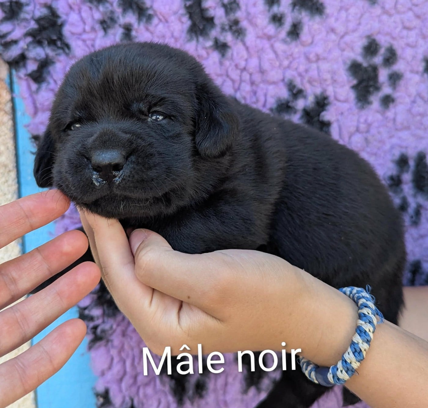 Mâle noir