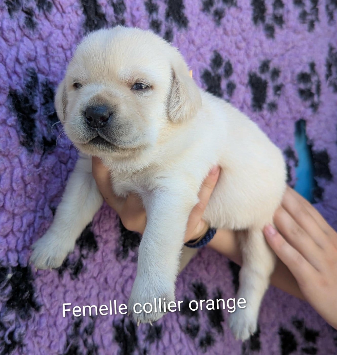 Labrador Retriever - Du Domaine Charlésien