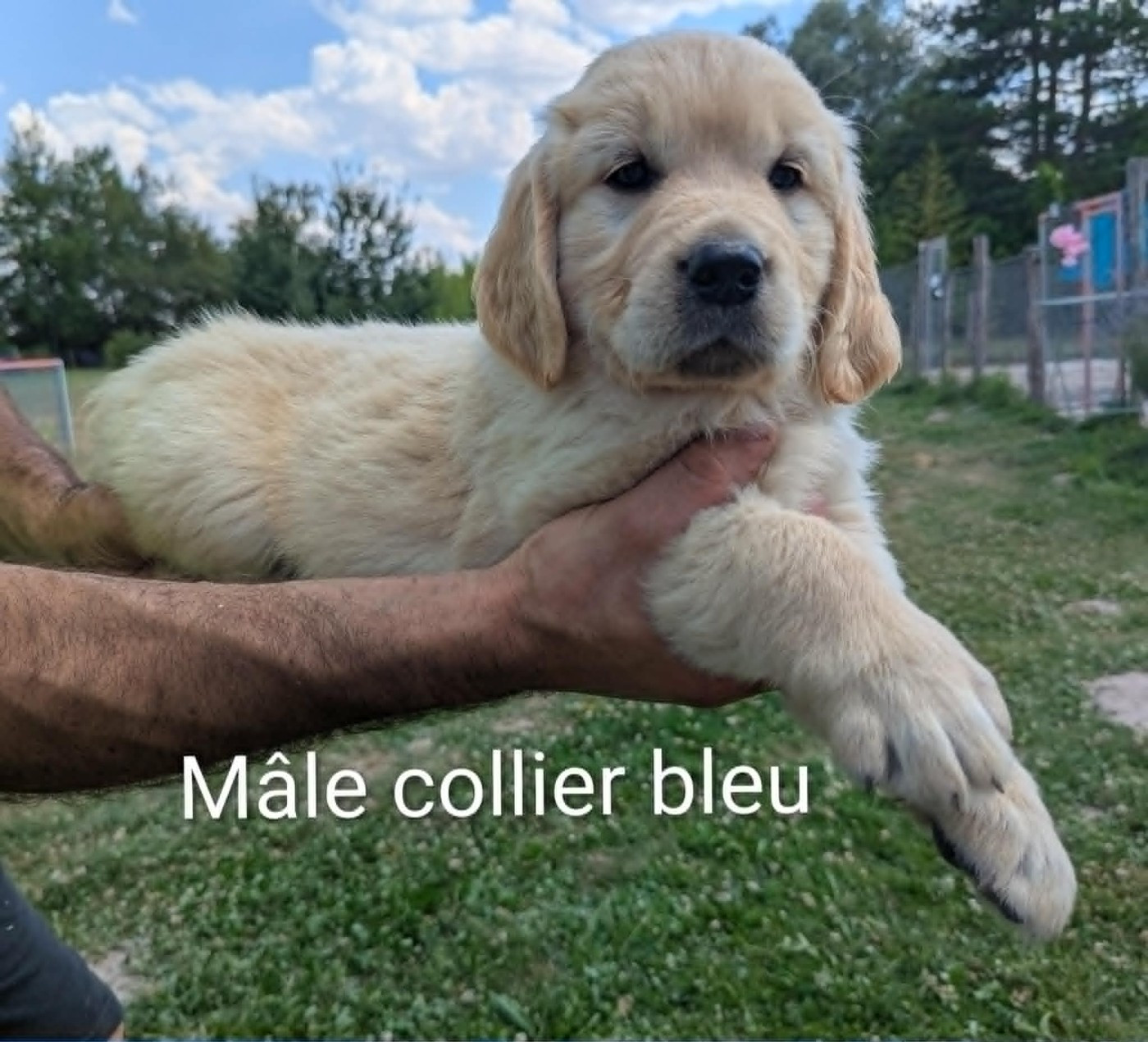 Mâle collier bleu
