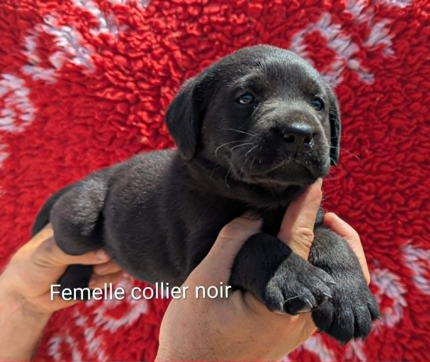 Labrador Retriever - Du Domaine Charlésien