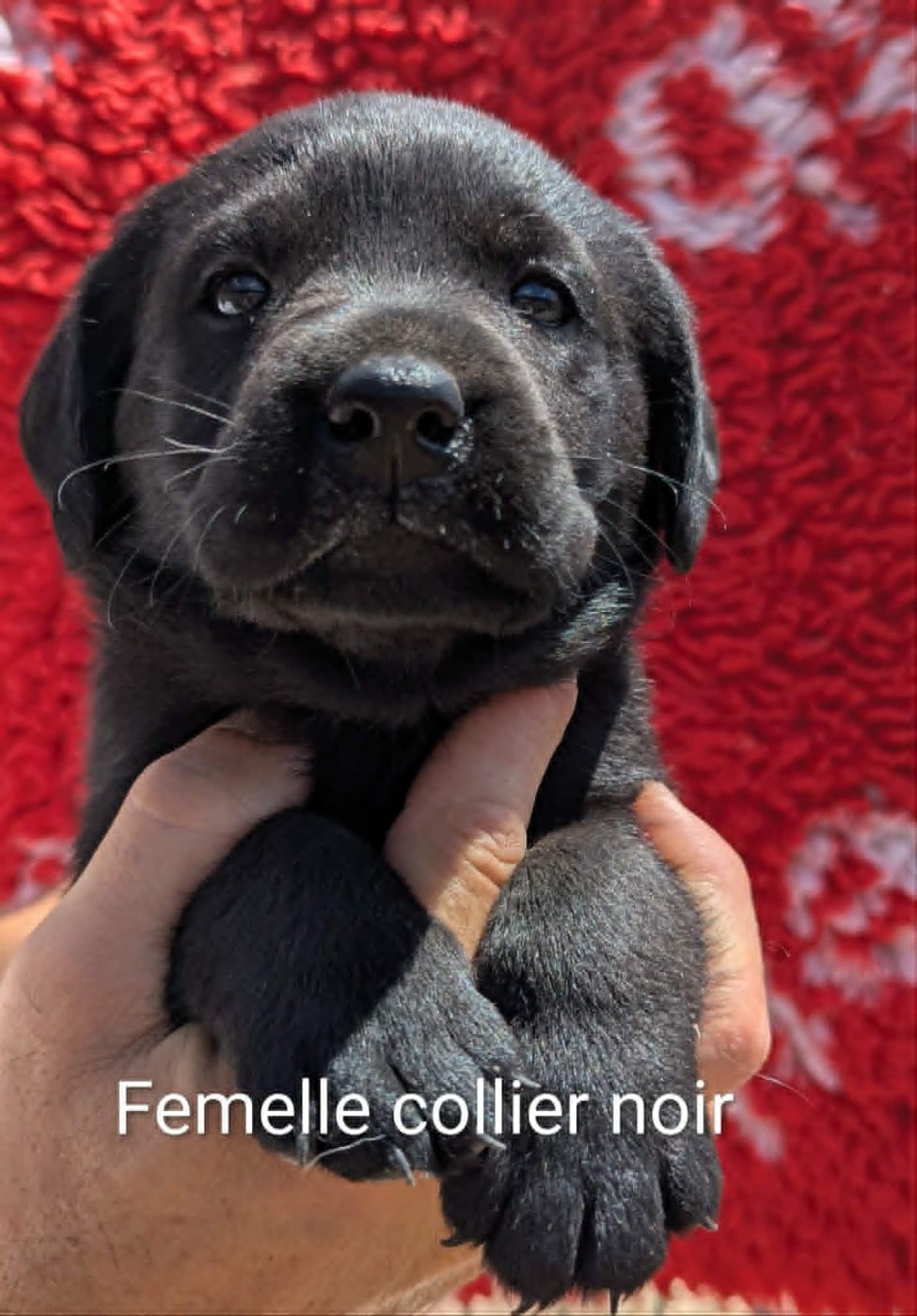 Femelle noire, collier noir