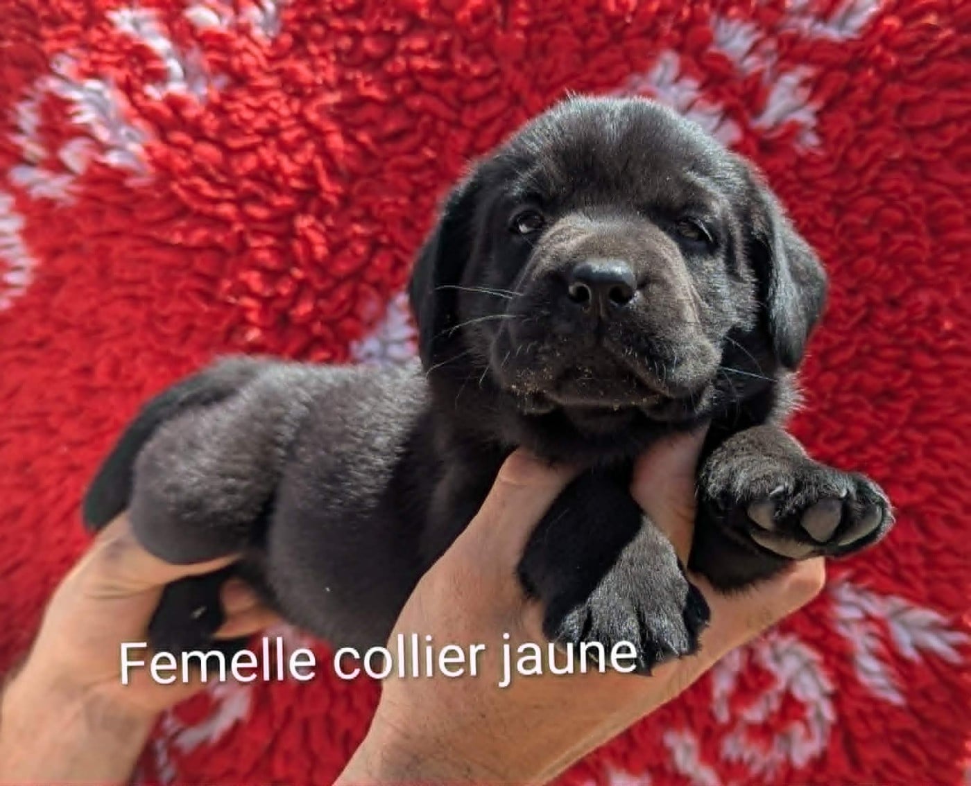 Femelle noire, collier jaune