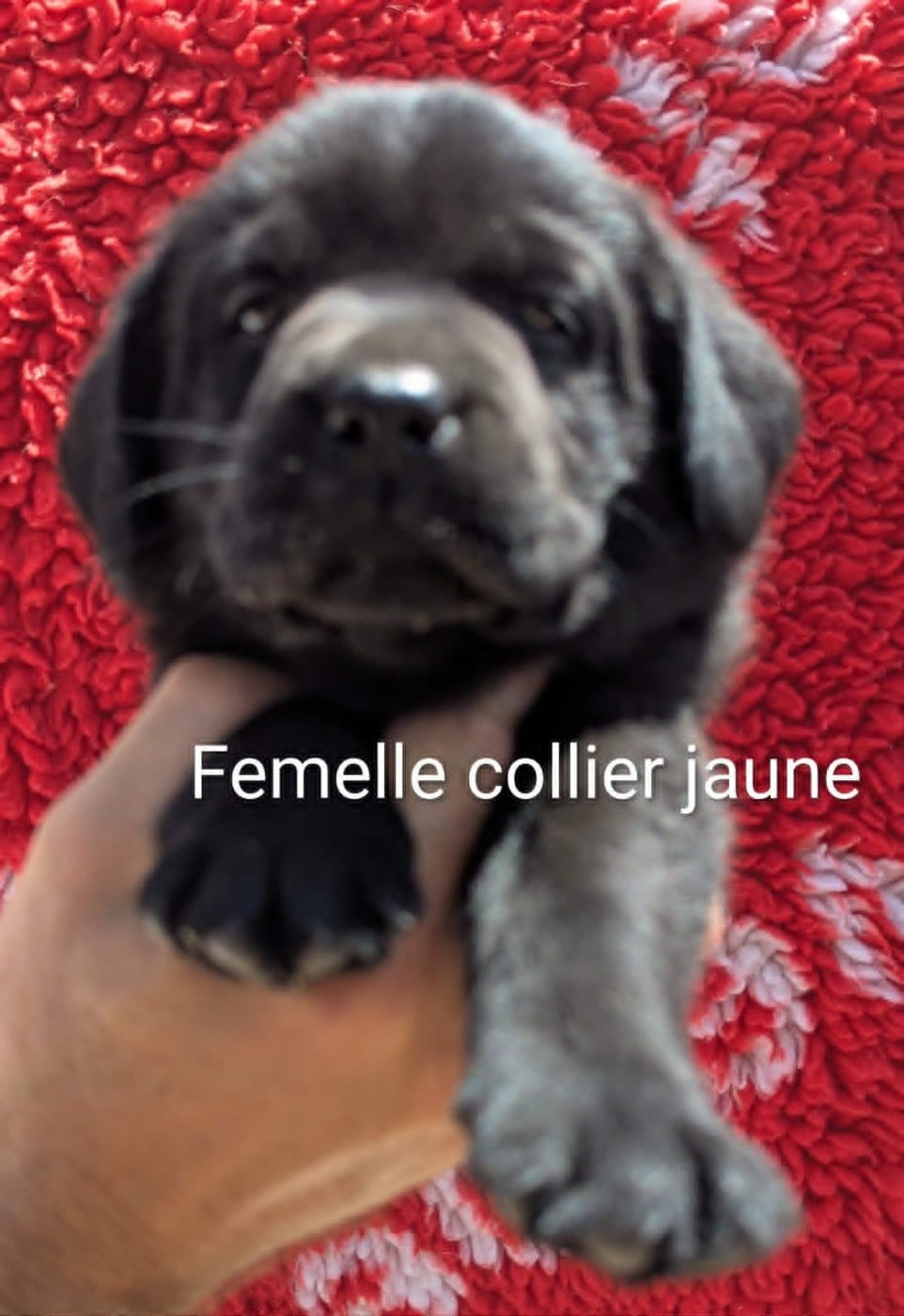Femelle noire, collier jaune