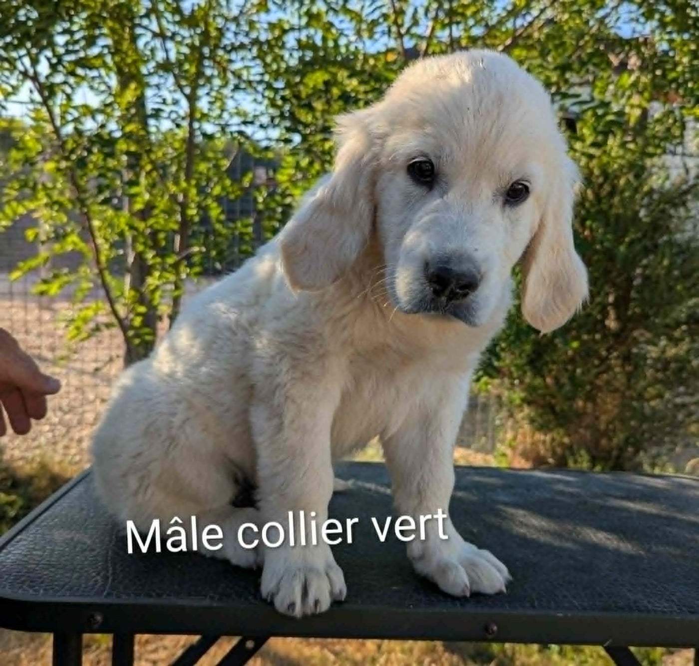 Mâle collier vert