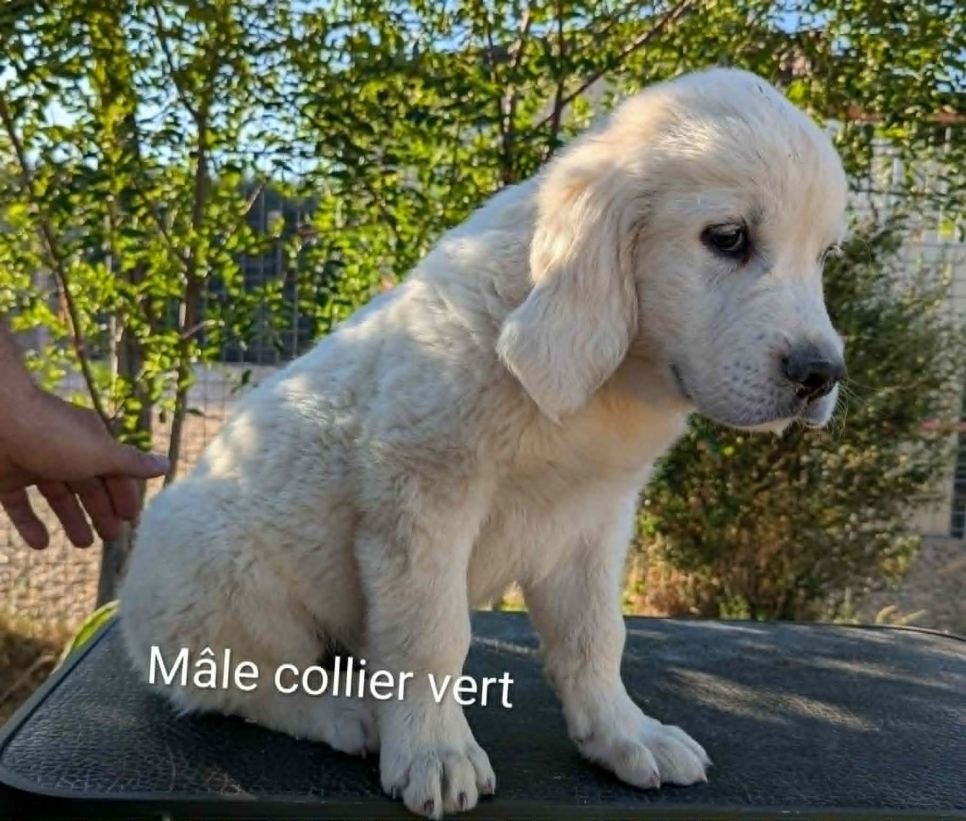 Mâle collier vert