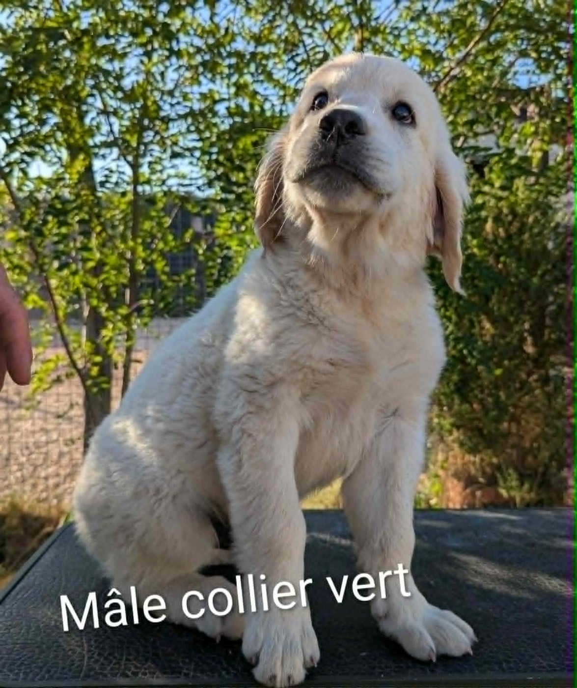 Mâle collier vert