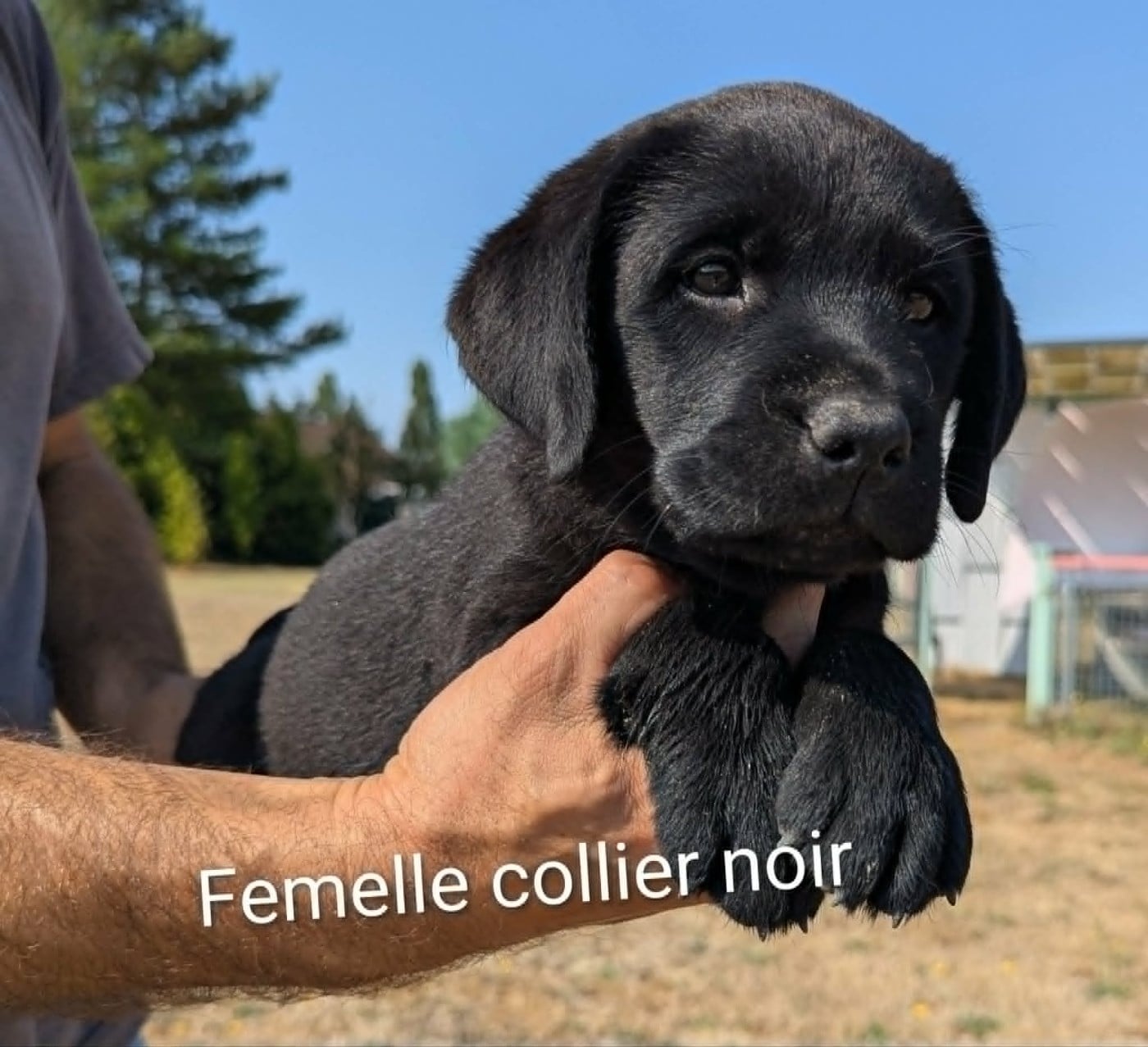 Labrador Retriever - Du Domaine Charlésien