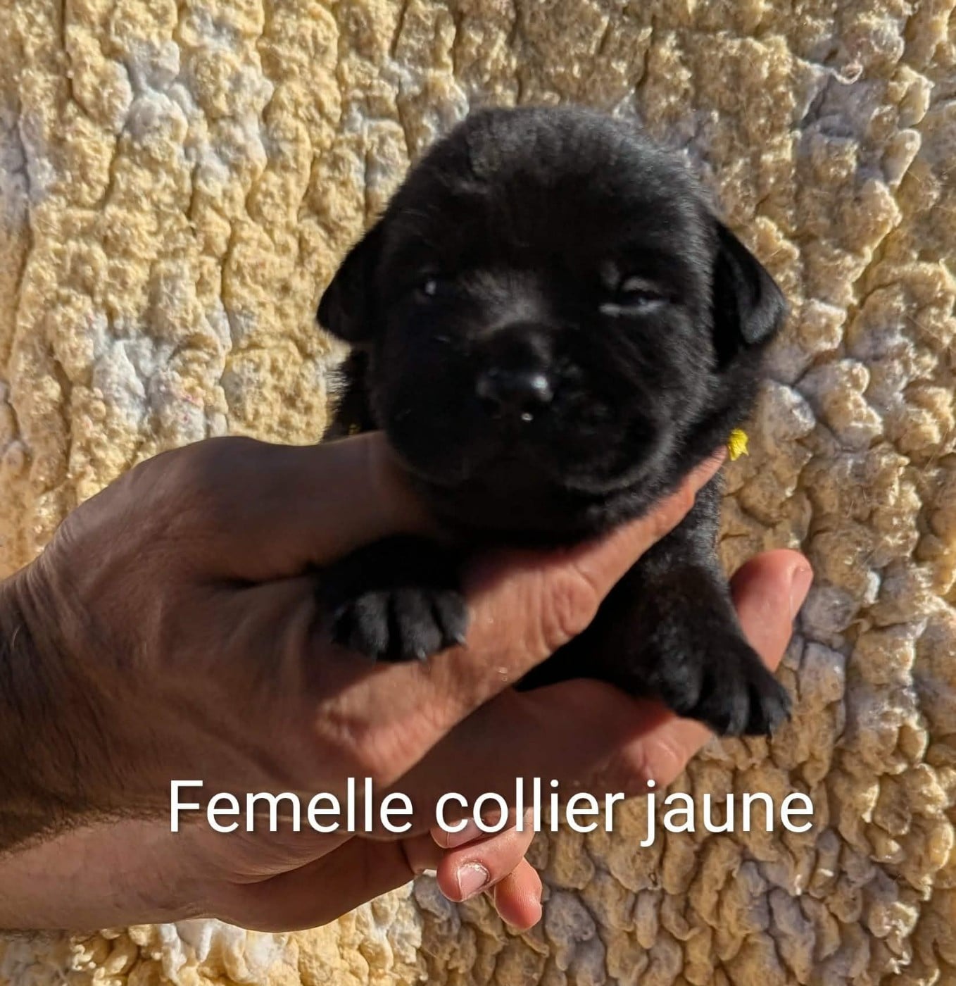 Bailey du Domaine Charlésien