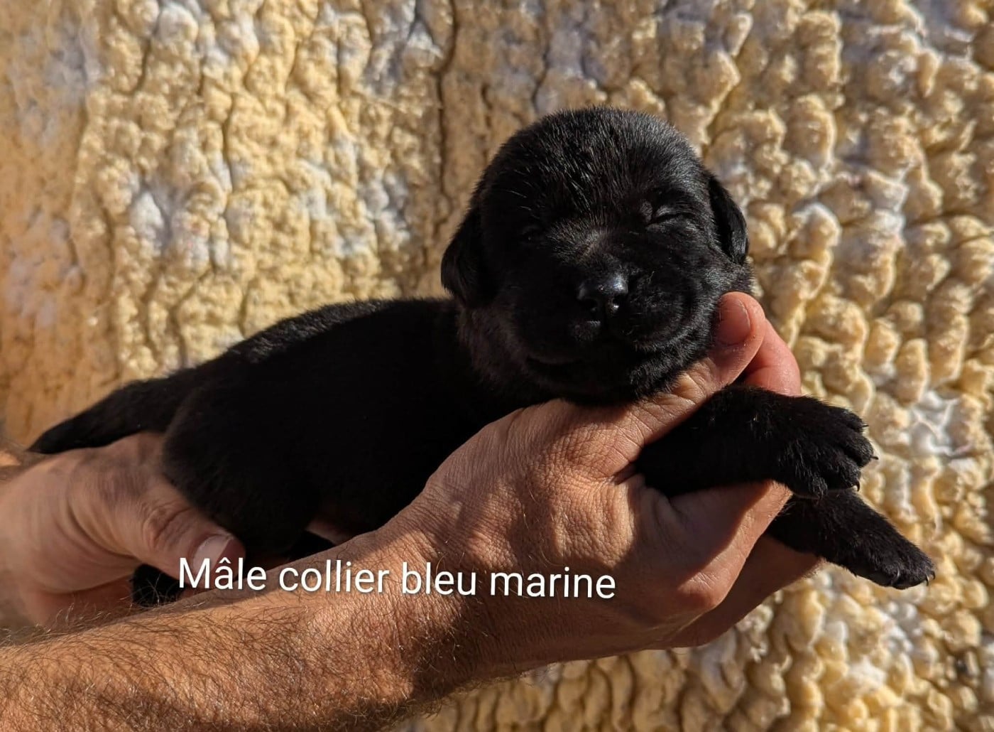 Mâle collier bleu marine