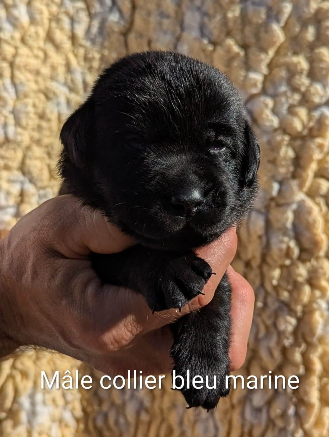 Mâle collier bleu marine