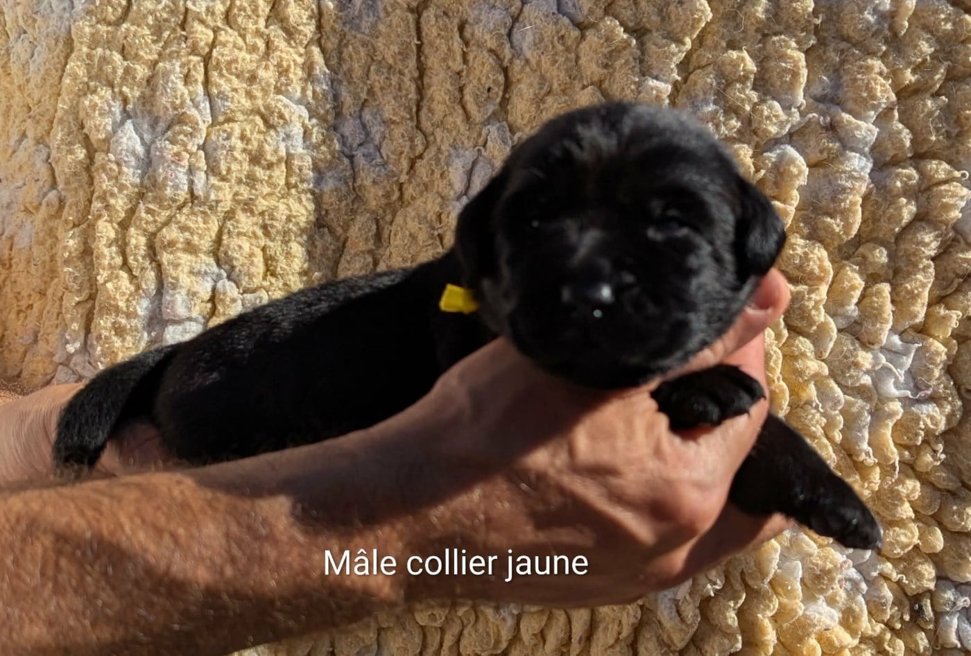 Mâle collier jaune