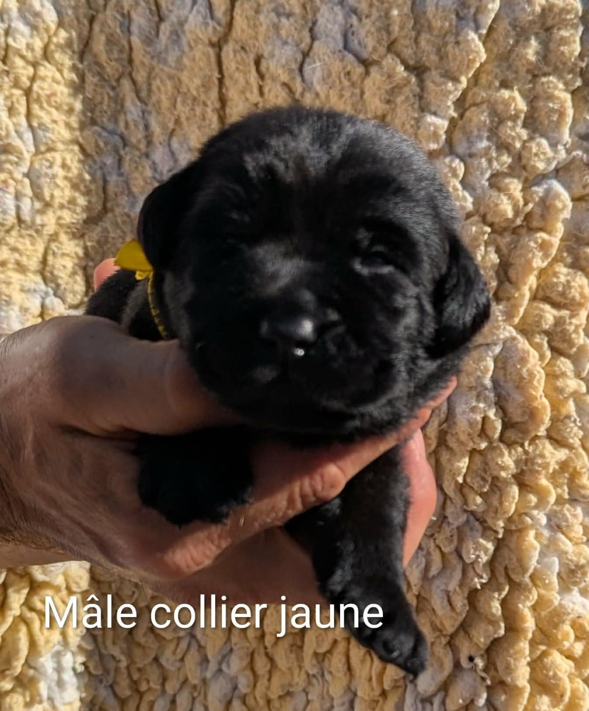 Mâle collier jaune