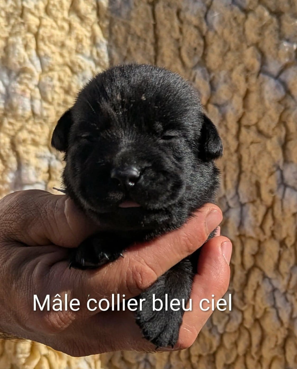 Mâle collier bleu ciel