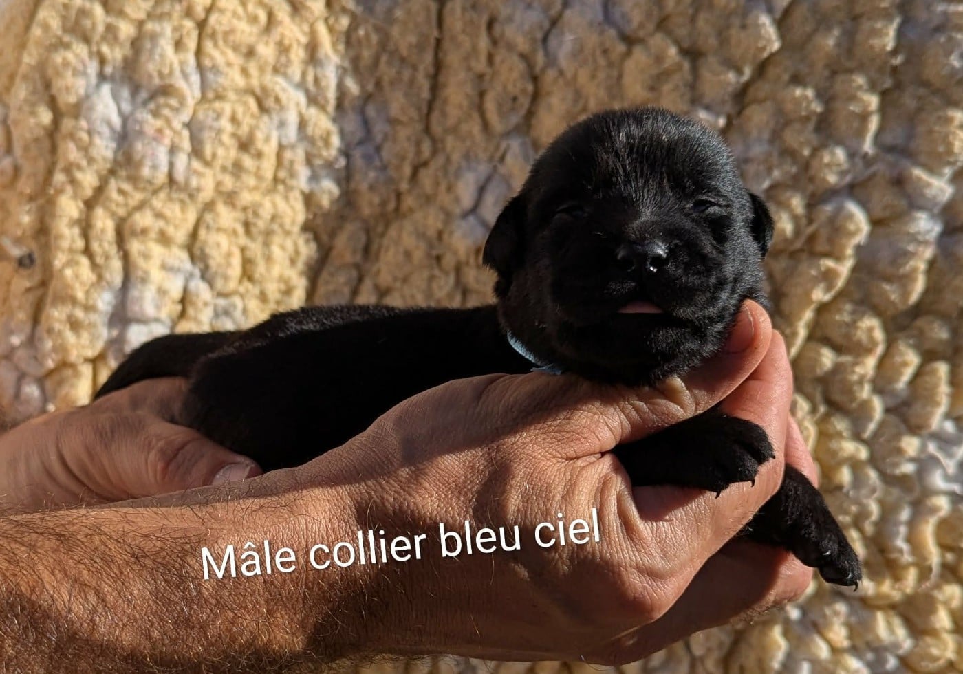 Mâle collier bleu ciel