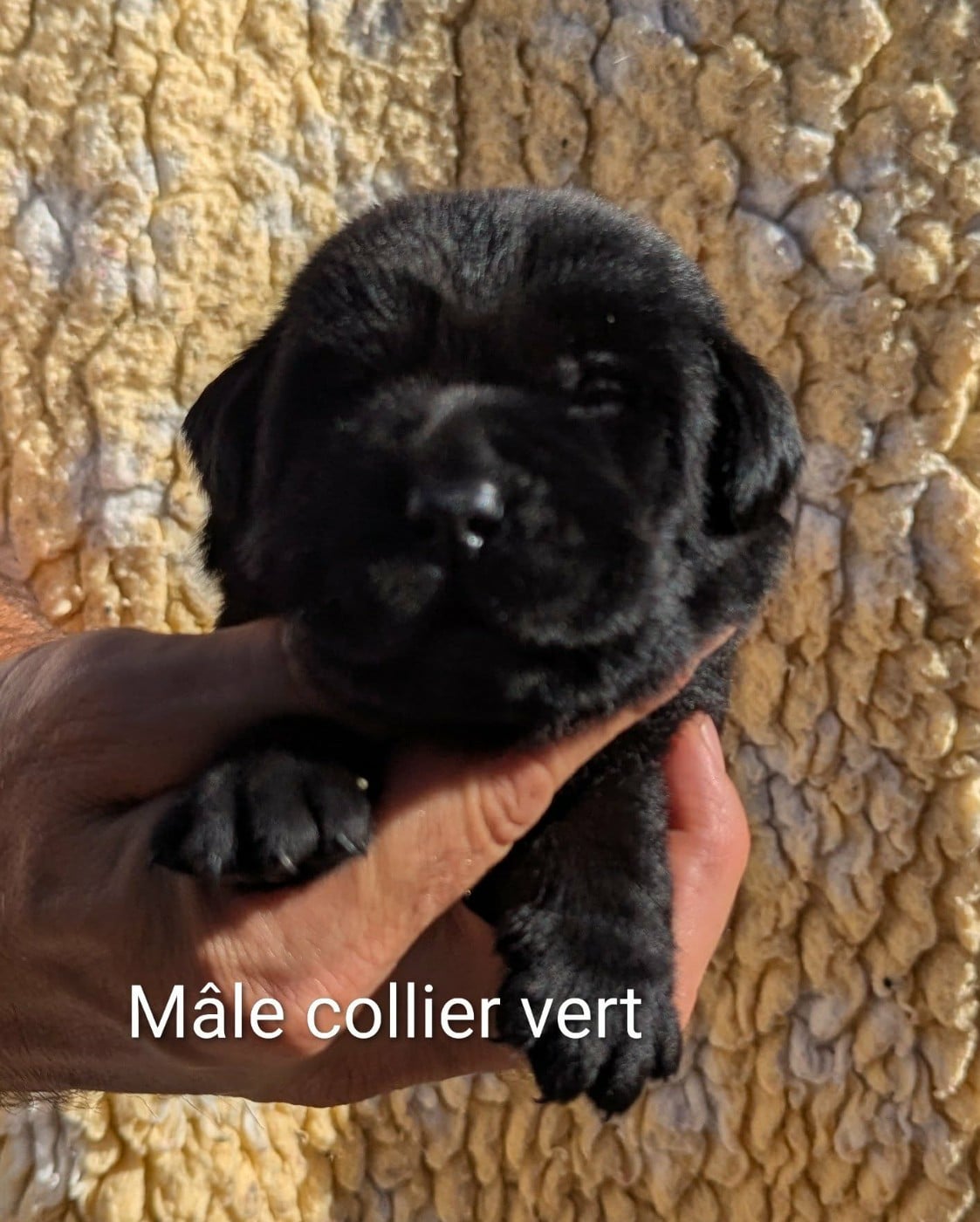 Mâle collier vert