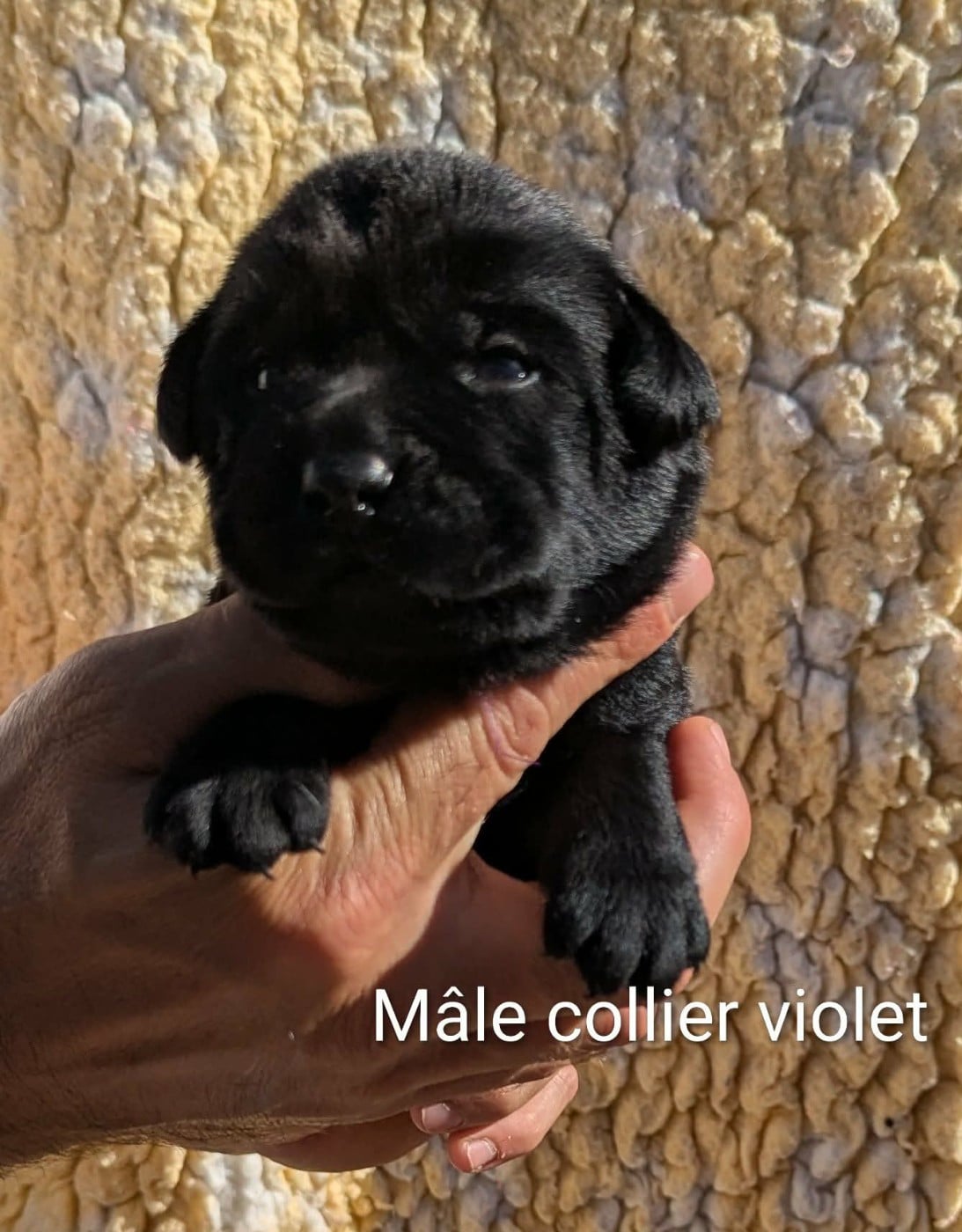 Mâle collier violet