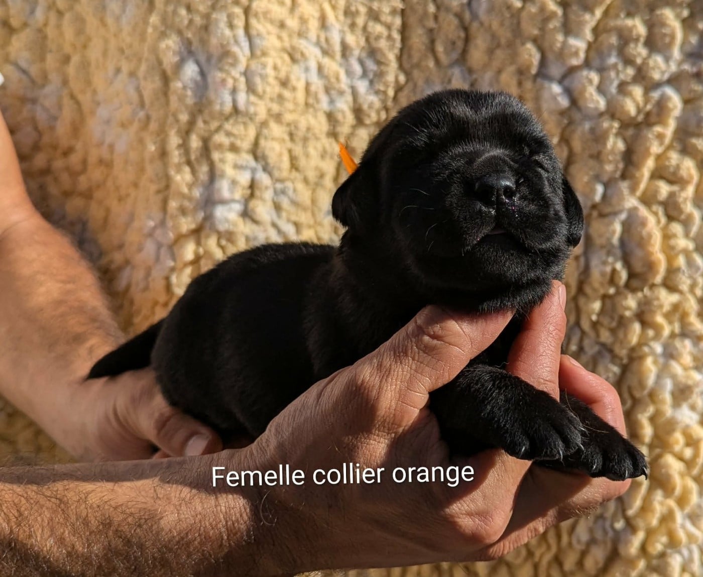 Femelle noire, collier orange