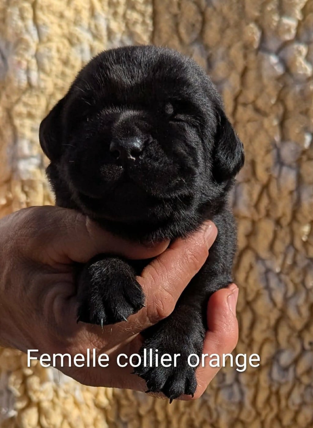 Femelle noire, collier orange