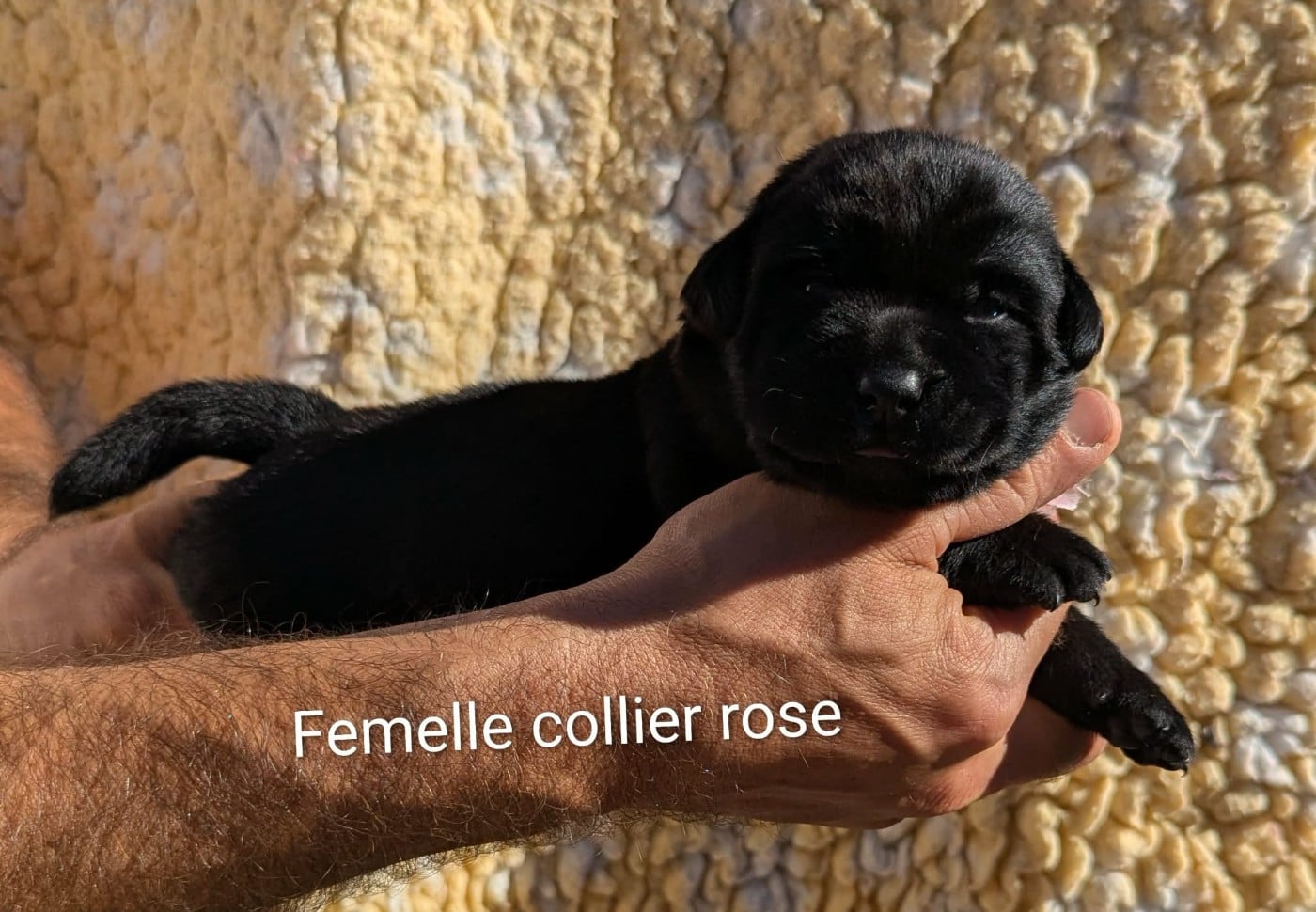 Femelle noire, collier rose