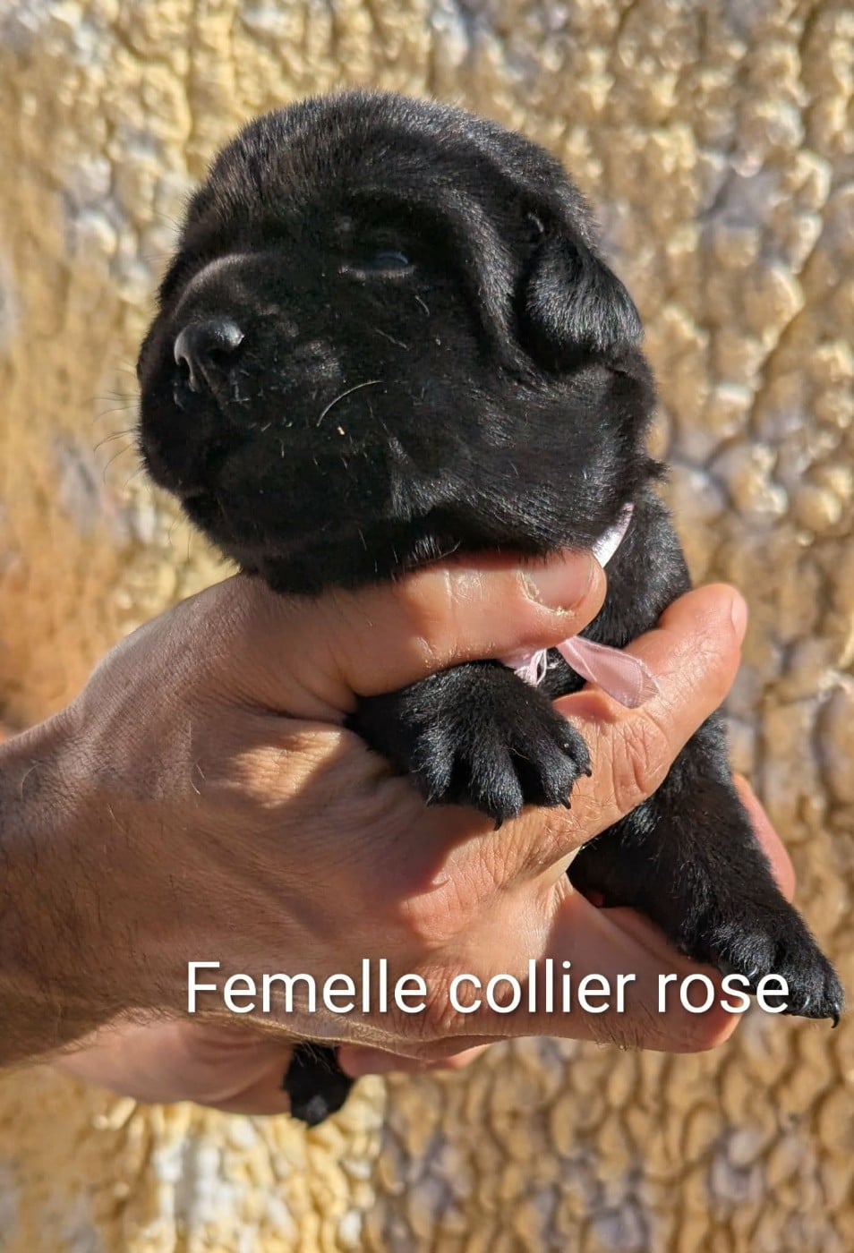 Femelle noire, collier rose