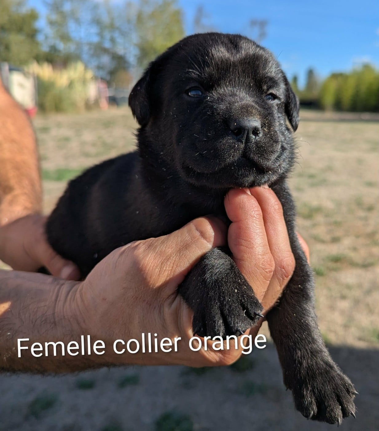 Labrador Retriever - Du Domaine Charlésien