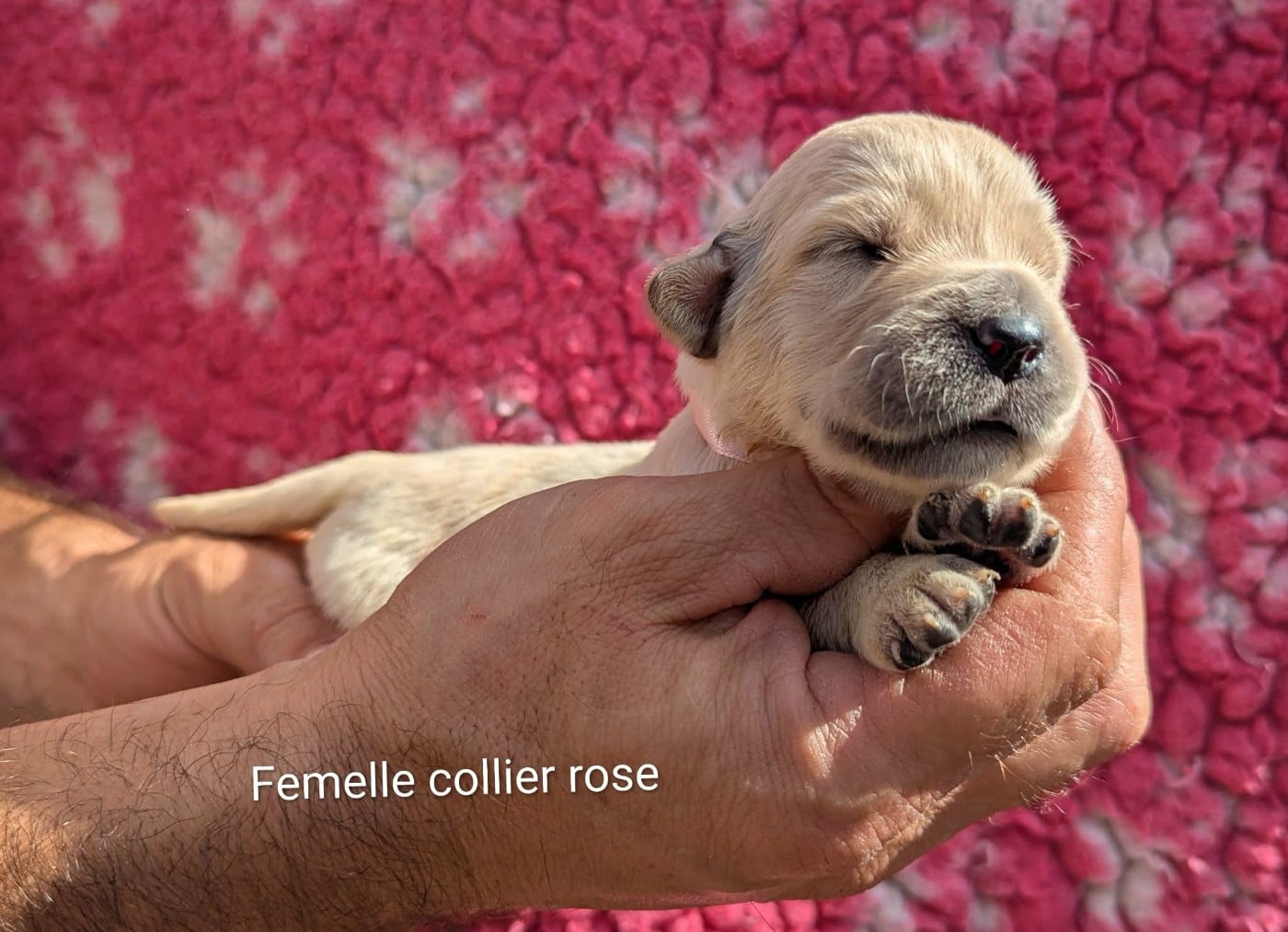 Femelle collier rose pâle