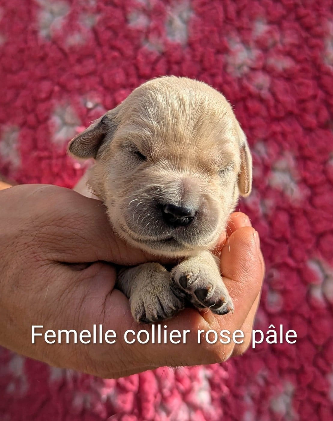 Femelle collier rose pâle