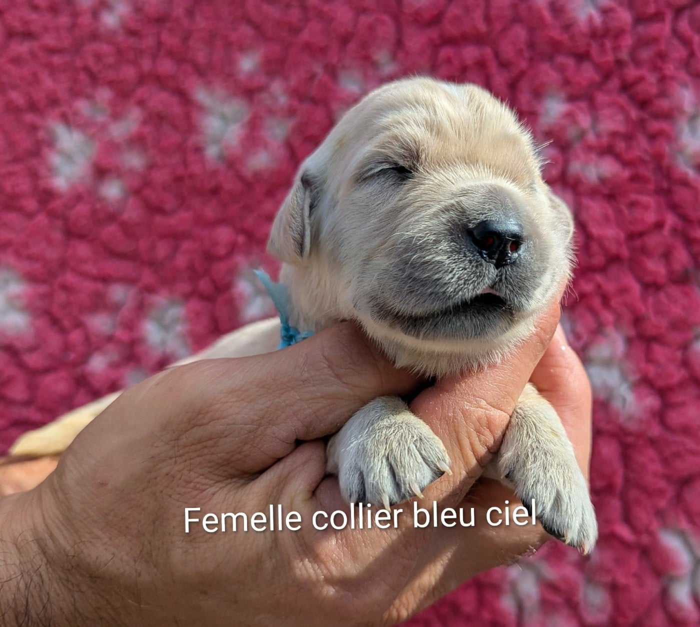 Femelle collier bleu ciel