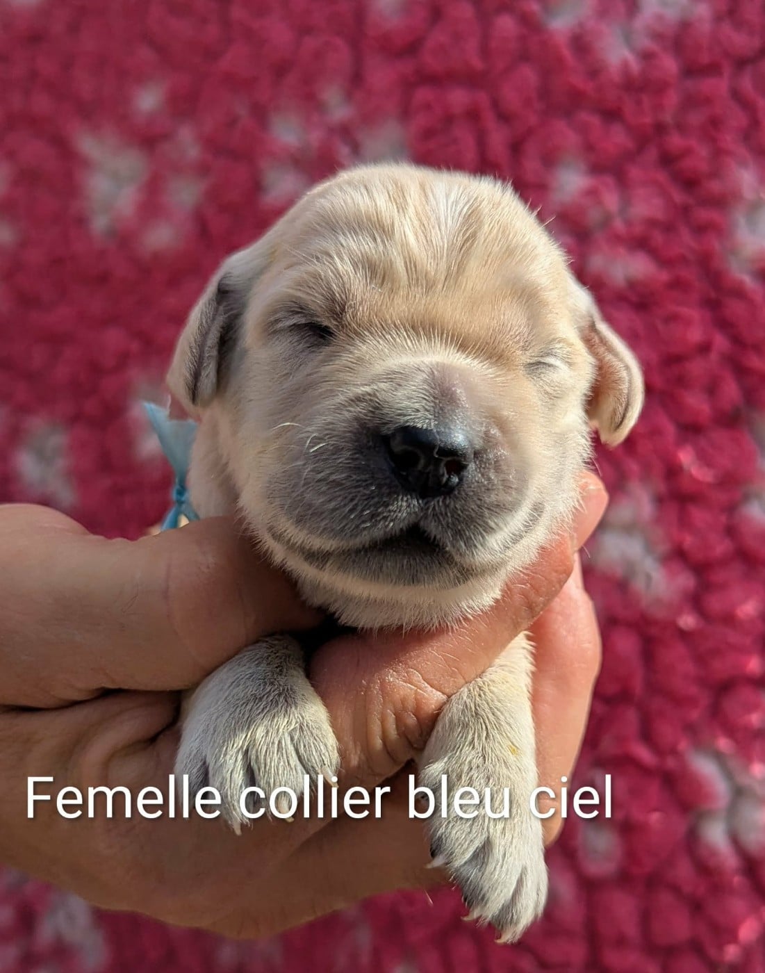 Femelle collier bleu ciel