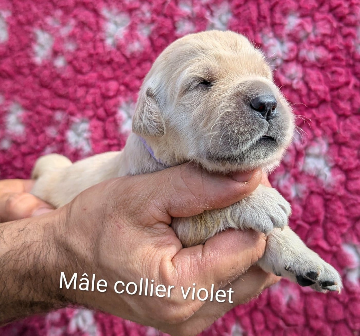 Mâle collier violet