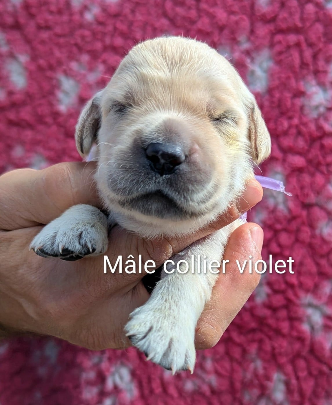 Mâle collier violet