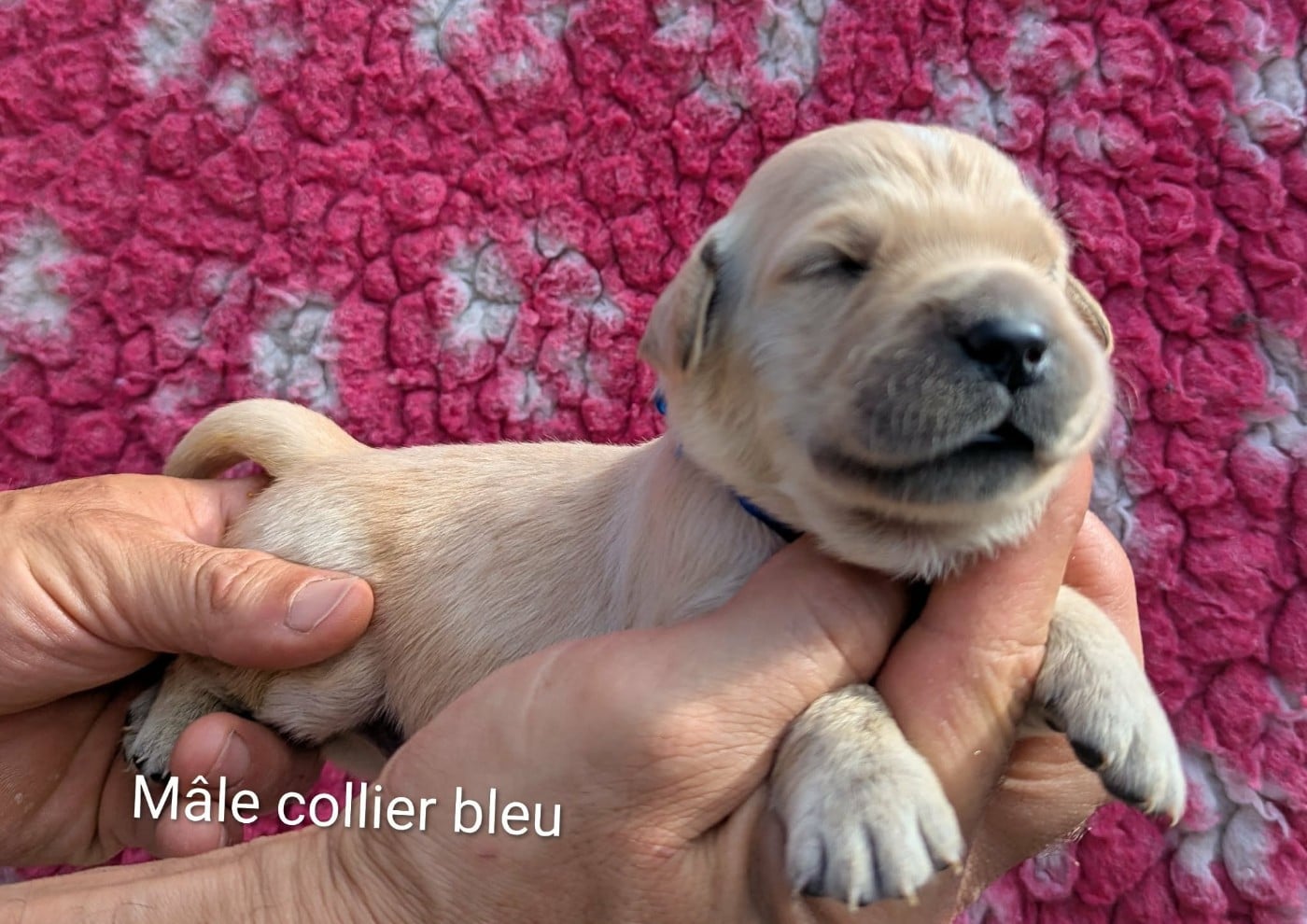 Mâle collier bleu