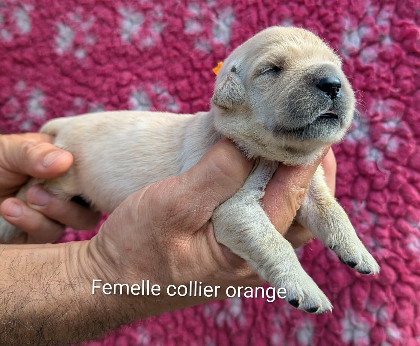 Femelle collier orange